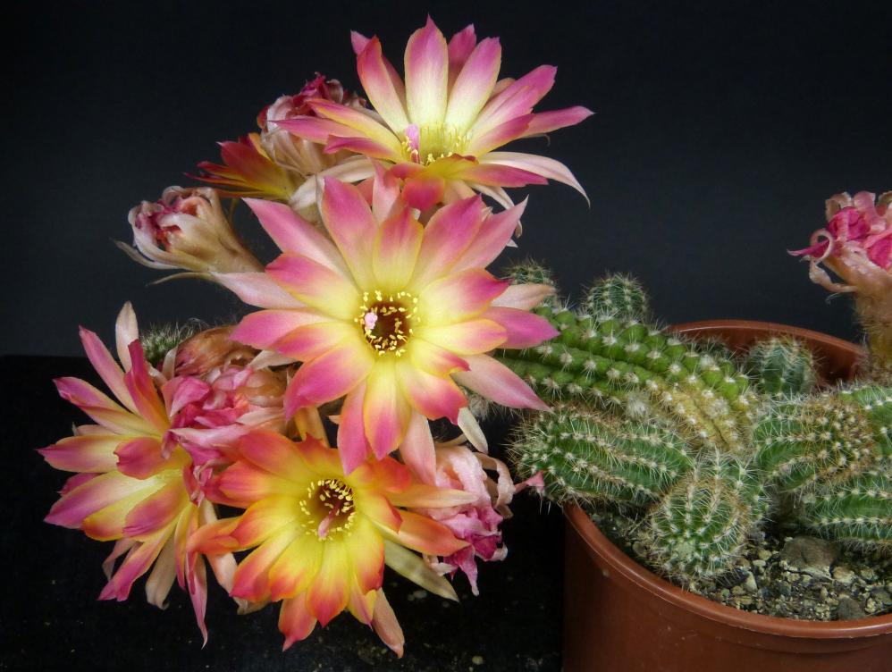 Chamaecereus